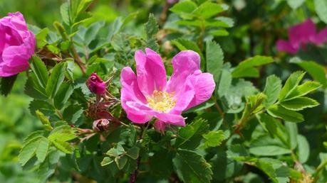 Road trip aux USA - Day #8 - Un canyon et des bisons P1110039