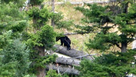 Road trip aux USA - Day #8 - Un canyon et des bisons P1020449