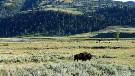 Road trip aux USA - Day #8 - Un canyon et des bisons P1110234