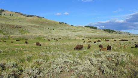 Road trip aux USA - Day #8 - Un canyon et des bisons P1110251