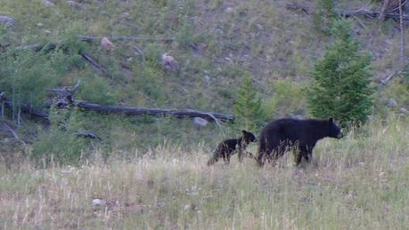 Road trip aux USA - Day #8 - Un canyon et des bisons P1110329