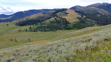 Road trip aux USA - Day #8 - Un canyon et des bisons P1110038