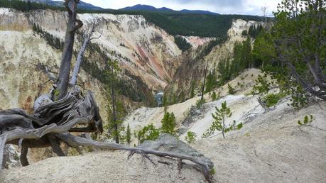 Road trip aux USA - Day #8 - Un canyon et des bisons P1110095
