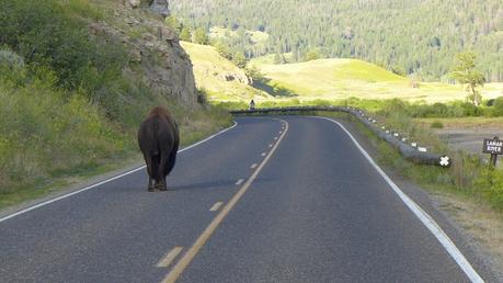 Road trip aux USA - Day #8 - Un canyon et des bisons P1110277