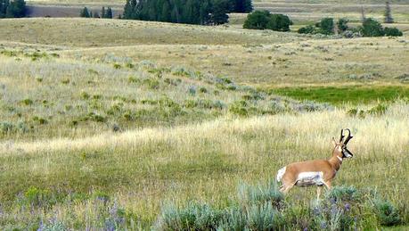 Road trip aux USA - Day #8 - Un canyon et des bisons P1110210