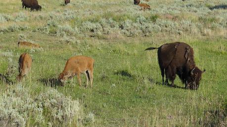 Road trip aux USA - Day #8 - Un canyon et des bisons P1110245