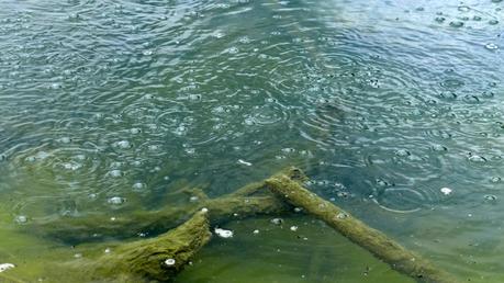 Road trip aux USA - Day #8 - Un canyon et des bisons P1110163