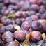  Une fois récoltées, les prunes d'Ente sont transportées sur l'exploitation, où elles seront successivement lavées, triées (pour éliminer les fruits de mauvaise qualité) et calibrées par taille, en lots homogènes. 