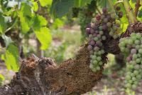 Saint Estèphe - Saint Emilion : le match !