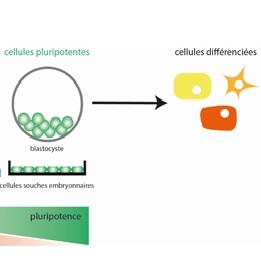 CELLULES SOUCHES: Découverte d'une protéine clé de la totipotence – INSERM et Nature Structural & Molecular Biology CELLULES SOUCHES: Découverte d'une protéine clé de la totipotence – INSERM et Nature Structural & Molecular Biology