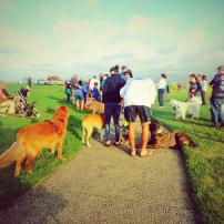 Good Dog Goods Martha’s Vineyard Dog Parade 2015, Ocean Park, Oak Bluffs