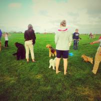 Good Dog Goods Martha’s Vineyard Dog Parade 2015, Ocean Park, Oak Bluffs