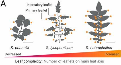 Augmentation de la complexité des feuilles chez les plants de tomate
