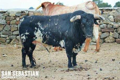 LOPEZ SIMON A SAINT SEBASTIEN SS_Torrestrella-web-6