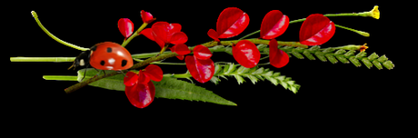 La bibli des deux ânes ---------belle image en 3D dans images en 3D 15042909075114696013216573