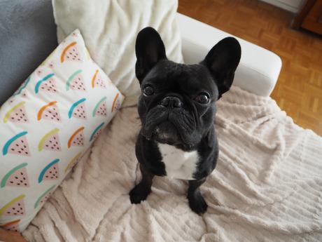 C'est Noël en août, pour Yoda C'est Noël en août, pour Yoda