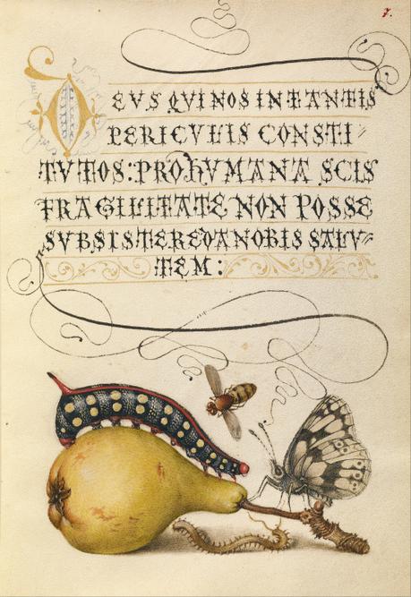 - Le crâne et le papillon Joris Hoefnagel Model Book of Calligraphy. 1561 - 1562; illumination added 1591 - 1596 _Google_Art_Project