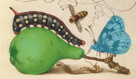 - Le crâne et le papillon Joris Hoefnagel Model Book of Calligraphy. 1561 - 1562; illumination added 1591 - 1596 _Google_Art_Project detail