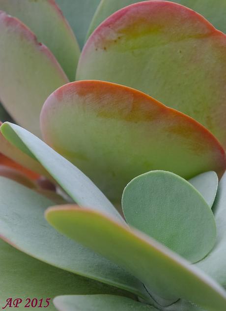 Courbes / Curves Succulente / Succulent