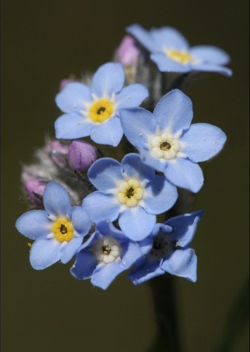Myosotis-3 Myosotis-3