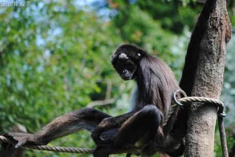 {bioparc de doué- 2} Les primates (1) L'atèle noir de Colombie.