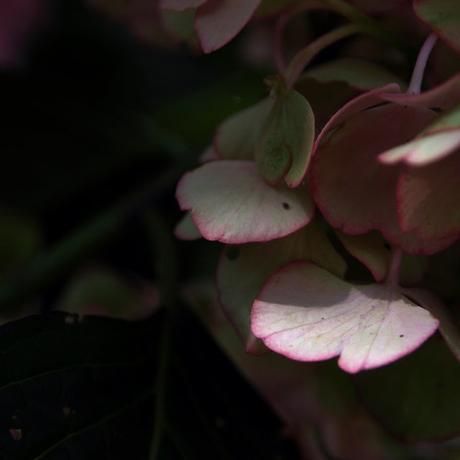Ajisai, hydrangea, hortensia : quand l'eau devient fleur