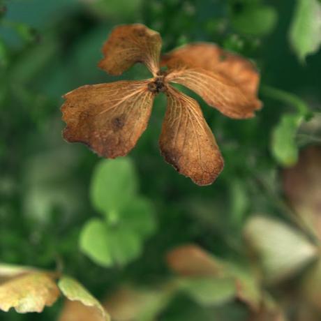 Ajisai, hydrangea, hortensia : quand l'eau devient fleur