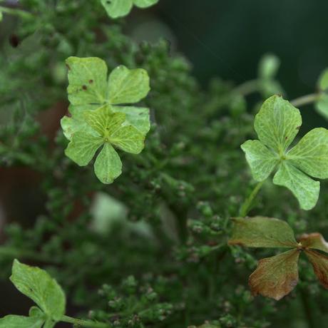 Ajisai, hydrangea, hortensia : quand l'eau devient fleur