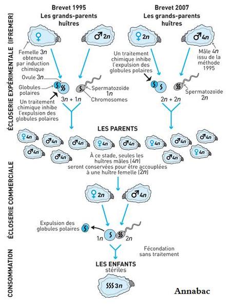 Huître triploïde : une « manipulation » bien cachée Huître triploïde : une « manipulation » bien cachée
