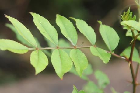 Zanthoxylum subtrifoliatum