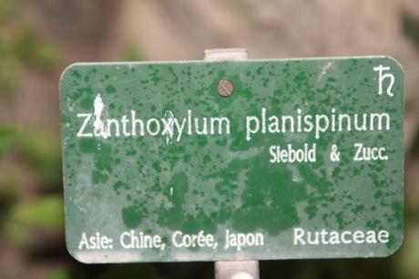 Zanthoxylum subtrifoliatum