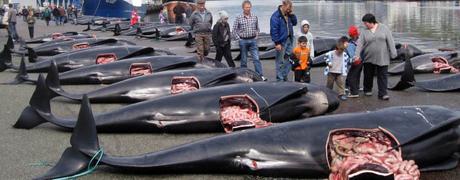 Rassemblement En hommage des 250 Globicéphales massacrés dans les îles Féroé 22 août à 14h Cours des Dames La Rochelle