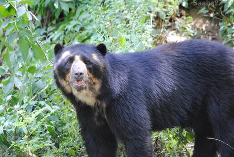 (4) L'ours à lunettes.