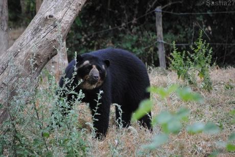 (2) L'ours à lunettes.