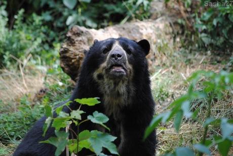 (6) L'ours à lunettes.