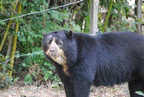 (8) L'ours à lunettes.