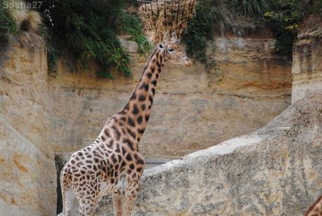 (3) La girafe d'Afrique Centrale.