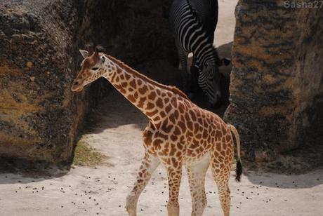 (13) La girafe d'Afrique Centrale.