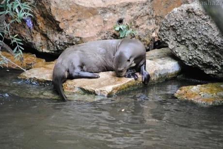 (2) La loutre géante.