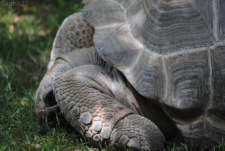 (3) La tortue géante des Seychelles.