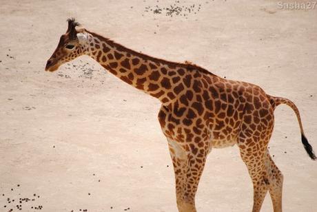 (15) La girafe d'Afrique Centrale.