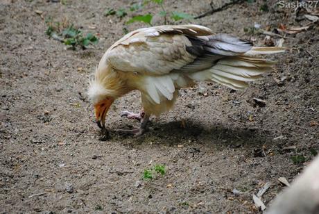 (2) Le vautour percnoptère.