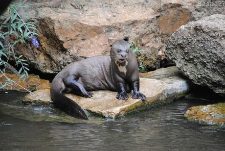 (6) La loutre géante.