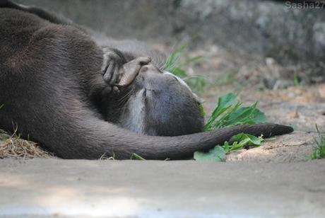 (1) La loutre naine d'Asie, ou loutre cendrée.