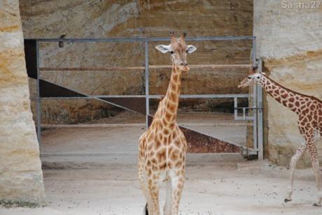 (5) La girafe d'Afrique Centrale.