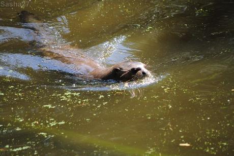 (1) La loutre géante.