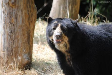(10) L'ours à lunettes.