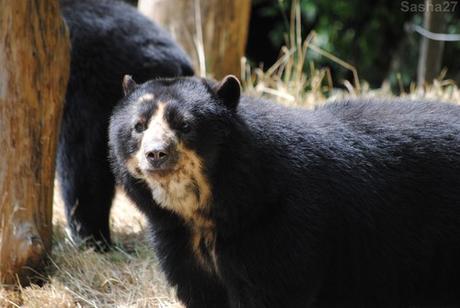 (12) L'ours à lunettes.
