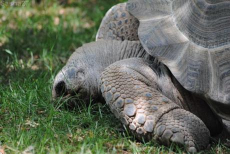 (1) La tortue géante des Seychelles.