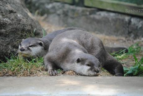 (4) La loutre naine d'Asie, ou loutre cendrée.